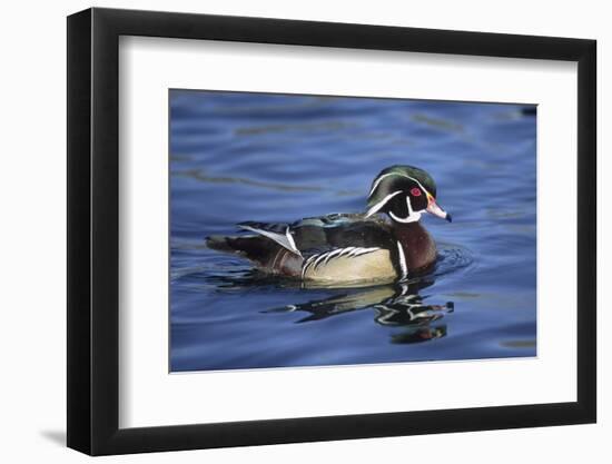 Male Wood Duck-Hal Beral-Framed Photographic Print