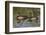 Male wood ducks, Kentucky-Adam Jones-Framed Photographic Print