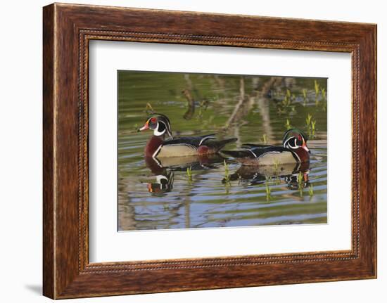 Male wood ducks, Kentucky-Adam Jones-Framed Photographic Print