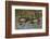 Male wood ducks, Kentucky-Adam Jones-Framed Photographic Print