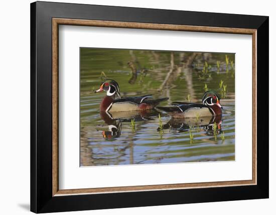 Male wood ducks, Kentucky-Adam Jones-Framed Photographic Print