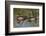 Male wood ducks, Kentucky-Adam Jones-Framed Photographic Print