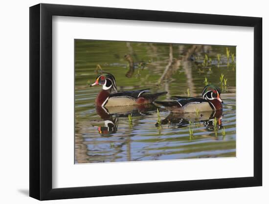 Male wood ducks, Kentucky-Adam Jones-Framed Photographic Print