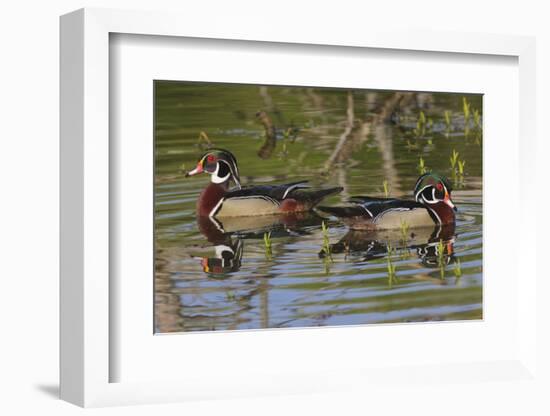 Male wood ducks, Kentucky-Adam Jones-Framed Photographic Print