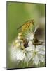 Male Yellow Dung Fly (Scathophaga Stercoraria) Standing on Blackthorn Flowers (Prunus Spinosa)-Nick Upton-Mounted Photographic Print