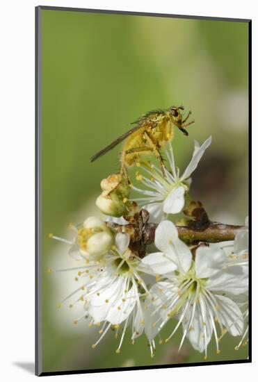 Male Yellow Dung Fly (Scathophaga Stercoraria) Standing on Blackthorn Flowers (Prunus Spinosa)-Nick Upton-Mounted Photographic Print