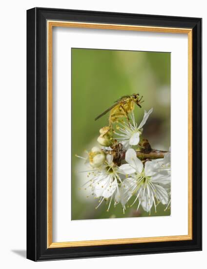 Male Yellow Dung Fly (Scathophaga Stercoraria) Standing on Blackthorn Flowers (Prunus Spinosa)-Nick Upton-Framed Photographic Print