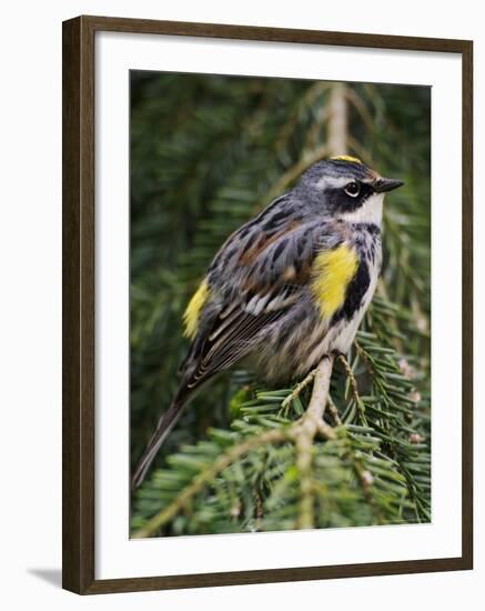 Male Yellow-Rumped Warbler-Adam Jones-Framed Photographic Print