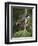 Male Yellow-Rumped Warbler-Adam Jones-Framed Photographic Print