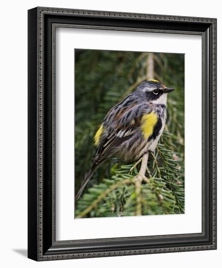 Male Yellow-Rumped Warbler-Adam Jones-Framed Photographic Print