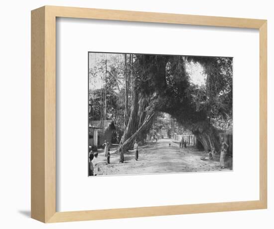 'Malerischer alter Feigen baum (Ficus indica) an der Strasse Clombo-Galle bei Kalutara', 1926-Unknown-Framed Photographic Print