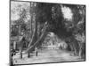 'Malerischer alter Feigen baum (Ficus indica) an der Strasse Clombo-Galle bei Kalutara', 1926-Unknown-Mounted Photographic Print