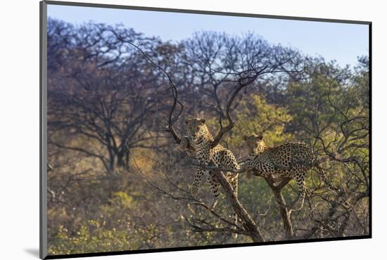 Males in a Tree-PattrickJS-Mounted Photographic Print