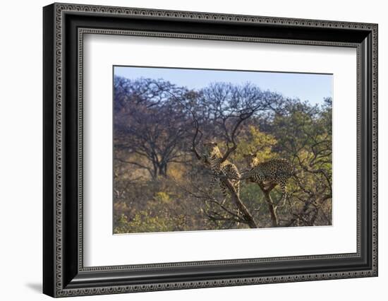 Males in a Tree-PattrickJS-Framed Photographic Print