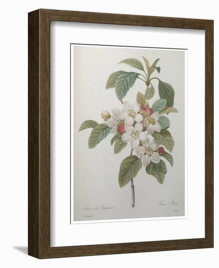 Mali Cashew-Pierre-Joseph Redoute-Framed Premium Giclee Print