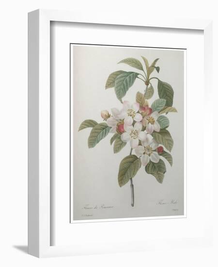 Mali Cashew-Pierre-Joseph Redoute-Framed Premium Giclee Print