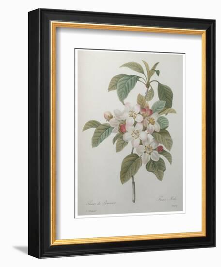 Mali Cashew-Pierre-Joseph Redoute-Framed Premium Giclee Print