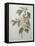 Mali Cashew-Pierre-Joseph Redoute-Framed Stretched Canvas