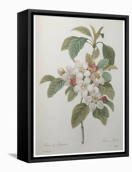 Mali Cashew-Pierre-Joseph Redoute-Framed Stretched Canvas