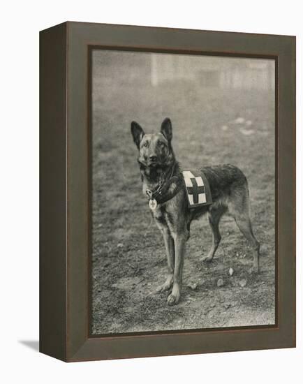 Malinois (Belgian Shepherd Dog) Trained for Work as a French Red Cross Dog-null-Framed Premier Image Canvas