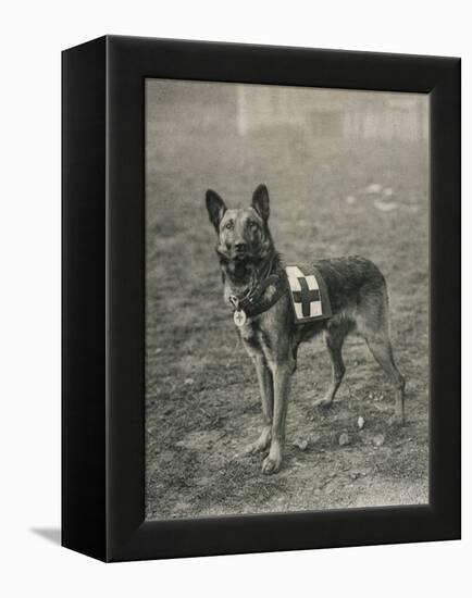 Malinois (Belgian Shepherd Dog) Trained for Work as a French Red Cross Dog-null-Framed Premier Image Canvas