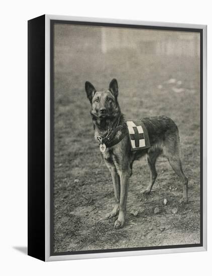 Malinois (Belgian Shepherd Dog) Trained for Work as a French Red Cross Dog-null-Framed Premier Image Canvas