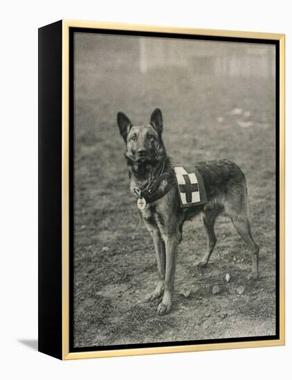 Malinois (Belgian Shepherd Dog) Trained for Work as a French Red Cross Dog-null-Framed Premier Image Canvas