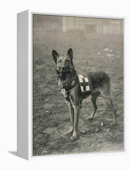 Malinois (Belgian Shepherd Dog) Trained for Work as a French Red Cross Dog-null-Framed Premier Image Canvas