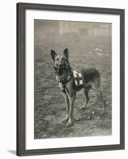 Malinois (Belgian Shepherd Dog) Trained for Work as a French Red Cross Dog-null-Framed Photographic Print