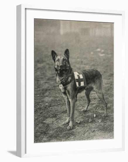 Malinois (Belgian Shepherd Dog) Trained for Work as a French Red Cross Dog-null-Framed Photographic Print