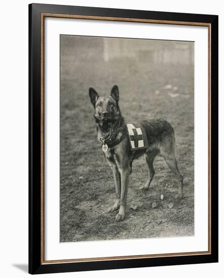 Malinois (Belgian Shepherd Dog) Trained for Work as a French Red Cross Dog-null-Framed Photographic Print