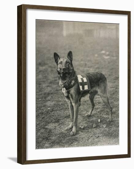 Malinois (Belgian Shepherd Dog) Trained for Work as a French Red Cross Dog-null-Framed Photographic Print