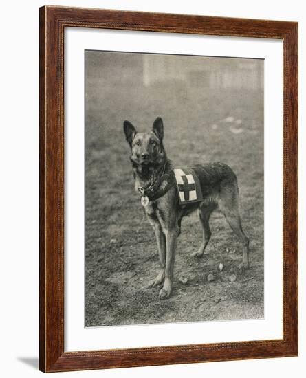 Malinois (Belgian Shepherd Dog) Trained for Work as a French Red Cross Dog-null-Framed Photographic Print