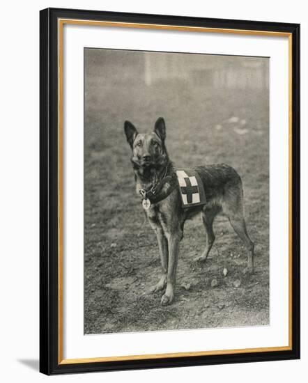 Malinois (Belgian Shepherd Dog) Trained for Work as a French Red Cross Dog-null-Framed Photographic Print