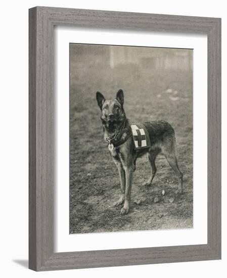 Malinois (Belgian Shepherd Dog) Trained for Work as a French Red Cross Dog-null-Framed Photographic Print