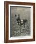 Malinois (Belgian Shepherd Dog) Trained for Work as a French Red Cross Dog-null-Framed Photographic Print