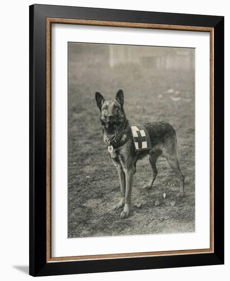 Malinois (Belgian Shepherd Dog) Trained for Work as a French Red Cross Dog-null-Framed Photographic Print