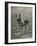 Malinois (Belgian Shepherd Dog) Trained for Work as a French Red Cross Dog-null-Framed Photographic Print