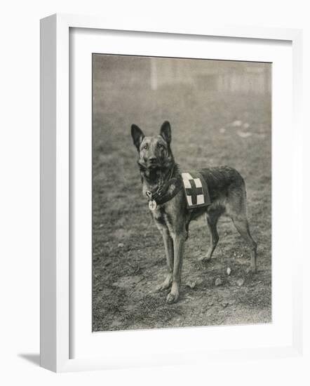 Malinois (Belgian Shepherd Dog) Trained for Work as a French Red Cross Dog--Framed Photographic Print