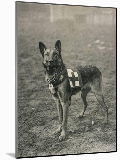 Malinois (Belgian Shepherd Dog) Trained for Work as a French Red Cross Dog-null-Mounted Photographic Print