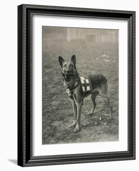 Malinois (Belgian Shepherd Dog) Trained for Work as a French Red Cross Dog-null-Framed Photographic Print