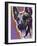 Malinois-Dean Russo-Framed Giclee Print