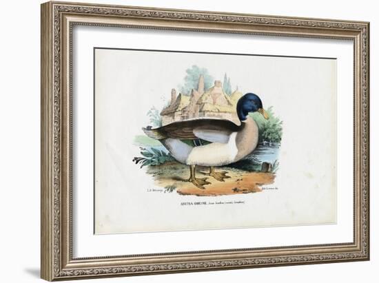 Mallard, 1863-79-Raimundo Petraroja-Framed Giclee Print