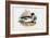 Mallard, 1863-79-Raimundo Petraroja-Framed Giclee Print