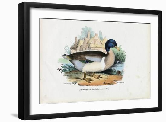 Mallard, 1863-79-Raimundo Petraroja-Framed Giclee Print