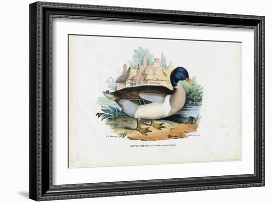 Mallard, 1863-79-Raimundo Petraroja-Framed Giclee Print