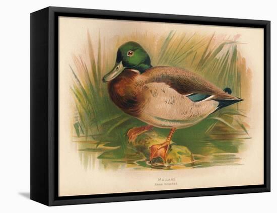 Mallard (Anas boschas), 1900, (1900)-Charles Whymper-Framed Premier Image Canvas