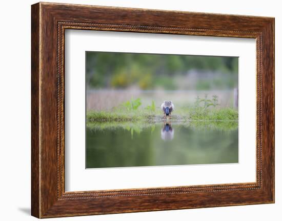 Mallard (Anas Platyrhnchos), Scottish Highlands, Scotland, United Kingdom, Europe-David Gibbon-Framed Photographic Print