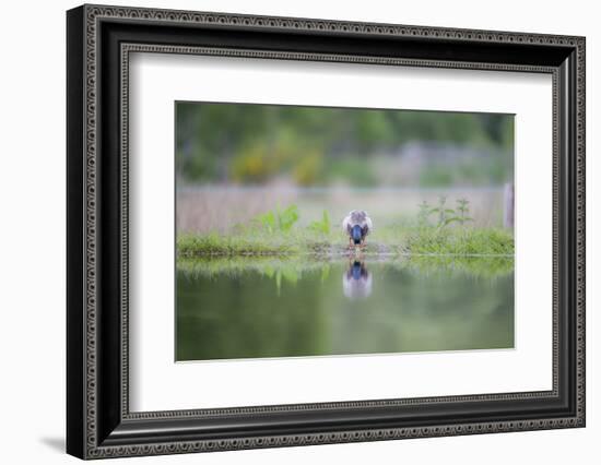 Mallard (Anas Platyrhnchos), Scottish Highlands, Scotland, United Kingdom, Europe-David Gibbon-Framed Photographic Print