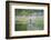 Mallard (Anas Platyrhnchos), Scottish Highlands, Scotland, United Kingdom, Europe-David Gibbon-Framed Photographic Print